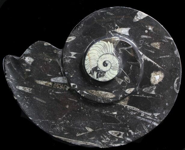 Ammonite Shaped With Orthoceras & Goniatite Fossils #39136
